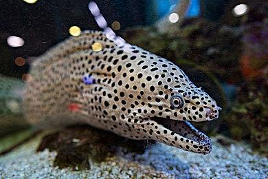 《异度神剑X终极版》新预告片发布 3月20日登陆Switch